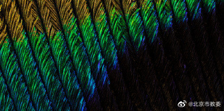 從珍貴的孔雀羽毛看“結構色” 從珍貴的孔雀羽毛看“結構色”