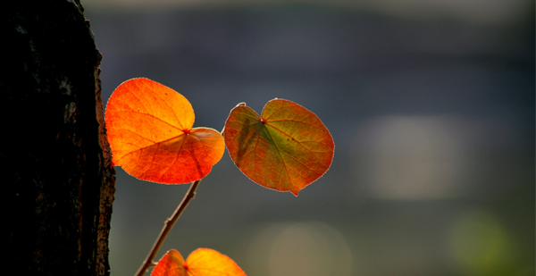 秋去冬又來，十首送秋的詩詞，用詩詞告別秋天，迎接冬天的到來