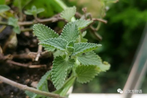 羅勒、聖羅勒、甜羅勒和河南“荊芥”，到底什麼關係？