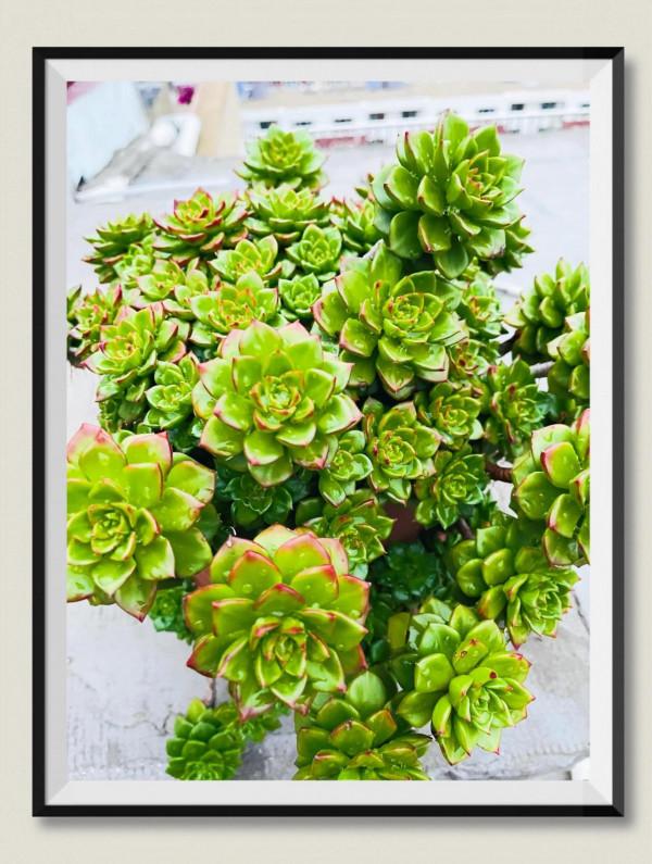 空中花園成就了我的夢想