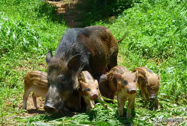 四大猛獸之首“豺”現身雲南，如果對野豬下手，能保全農作物嗎？