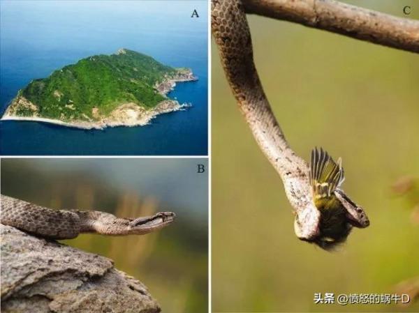 大連蛇島毒蛇為何如此多？都哪裡來的？生活在島上的人會被咬嗎？