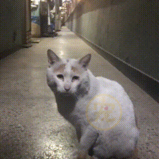 餵了一隻流浪貓，貓媽媽多次送孩子上門，小貓被收留後它選擇離開