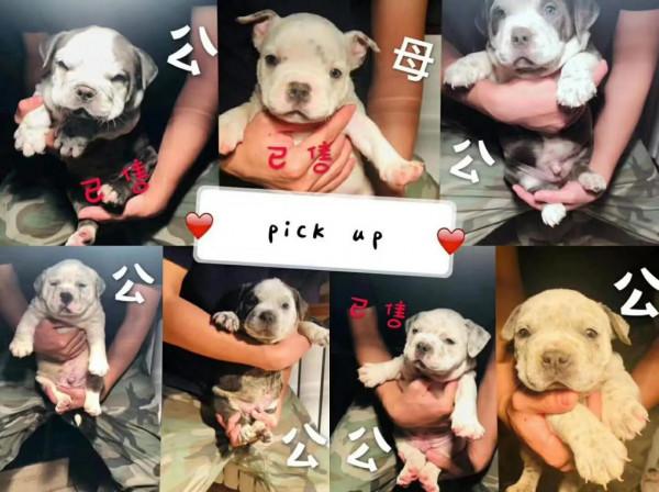 小惡霸犬誕生記