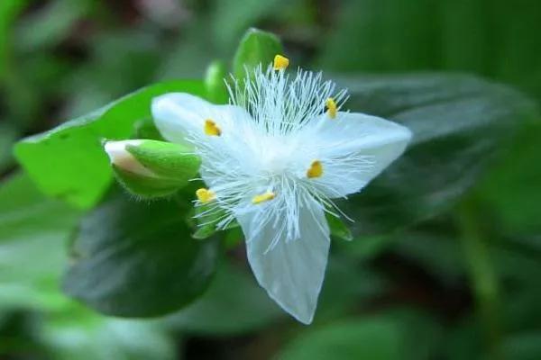 紫露草一一積極樂觀