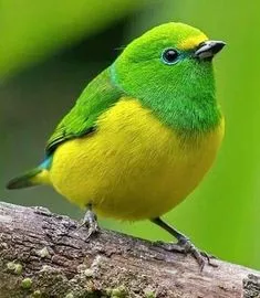 24種罕見顏色動物欣賞 24種罕見顏色動物欣賞