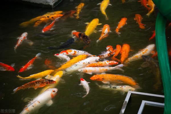 2022上半年，雙魚座好運傍身，順心生活真美好，事業順風順水