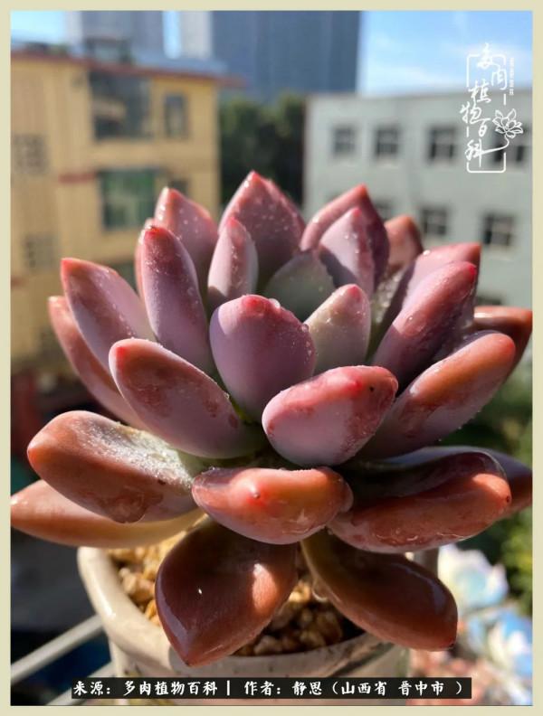 這低谷的一年,感謝多肉的陪伴 這低谷的一年,感謝多肉的陪伴