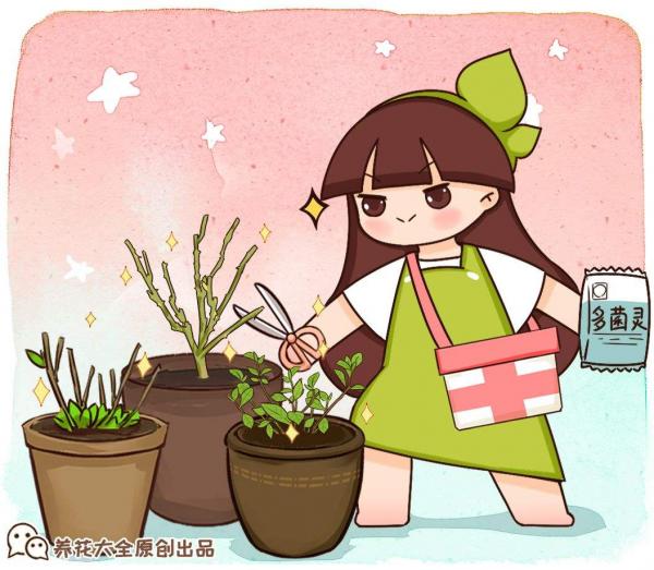 自己種的小雛菊,蔫得像野菜,原來是沒注意4要點 自己種的小雛菊,蔫得像野菜,原來是沒注意4要點