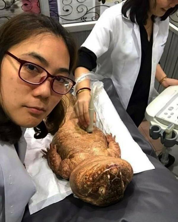 超治癒，50張可愛的寵物抓拍照片