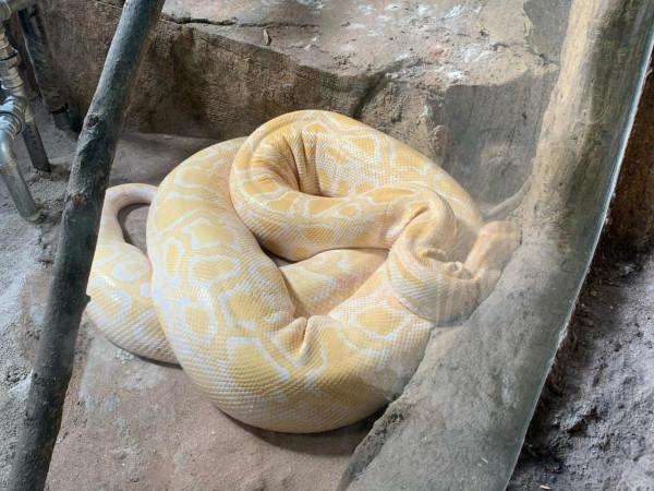河馬泡在溫水裡，黑猩猩住暖氣房，動物們這樣過冬