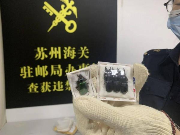 居心不良！天津海關查獲黑寡婦毒蜘蛛，它們究竟是怎樣混入貨物？