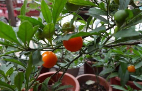 入手吉慶果，做好這4點，紅彤彤的果子像極了小燈籠，非常喜慶