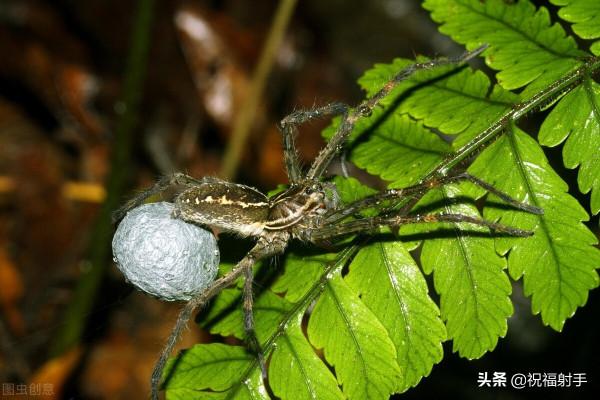 毒蜘蛛-五毒之——蜘蛛毒液,你應該瞭解的毒性知識(一)習性篇 毒蜘蛛-五毒之——蜘蛛毒液,你應該瞭解的毒性知識(一)習性篇