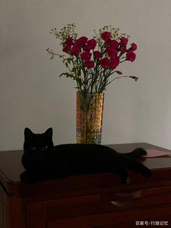 購買的鮮切花，如何簡單養護就能開得又好又久