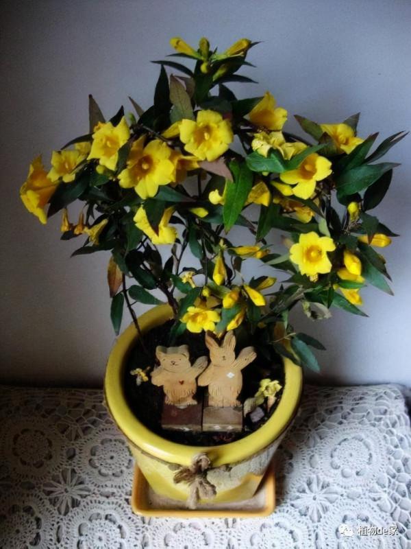 六種漂亮花，越“冷”越開花，吉祥又大氣，建議養一盆