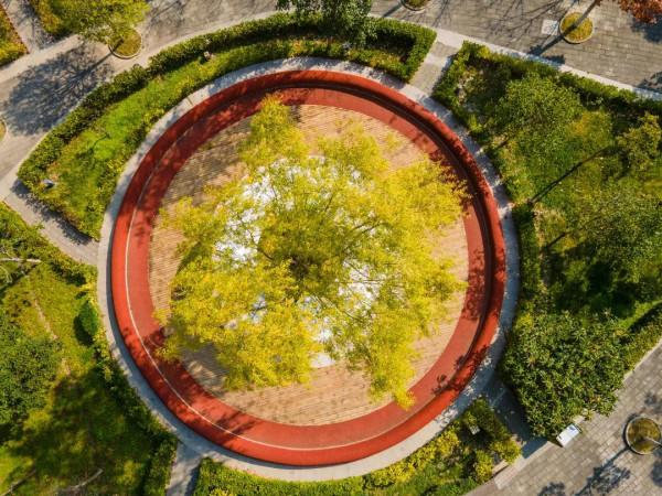 絕美！銀杏盡染無憂城，只看一眼就“淪陷”