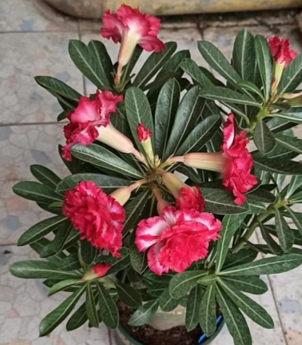 沙漠玫瑰幾天澆水？正確方法有3種，可以&OpenCurlyDoubleQuote;按天&rdquo;，也可以&OpenCurlyDoubleQuote;摸&rdquo;