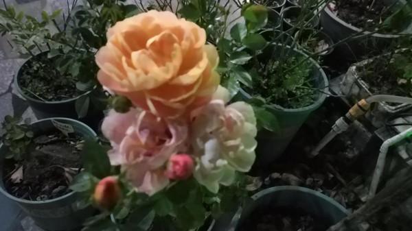 老家的庭院 老家的庭院