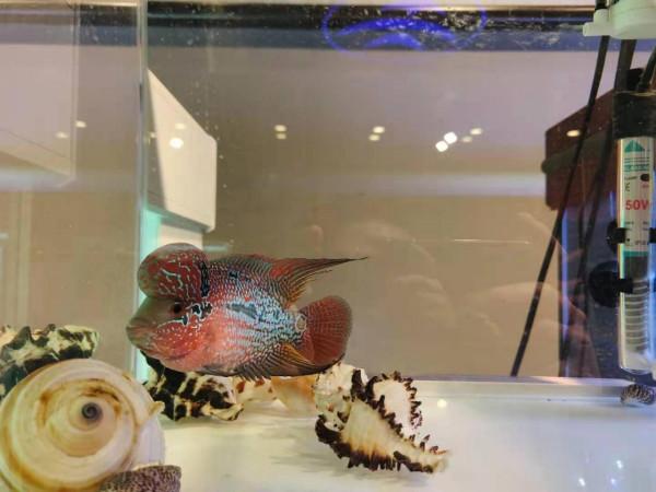 為什麼有些魚友的加熱管始終加不到預定溫度，會有哪些原因？