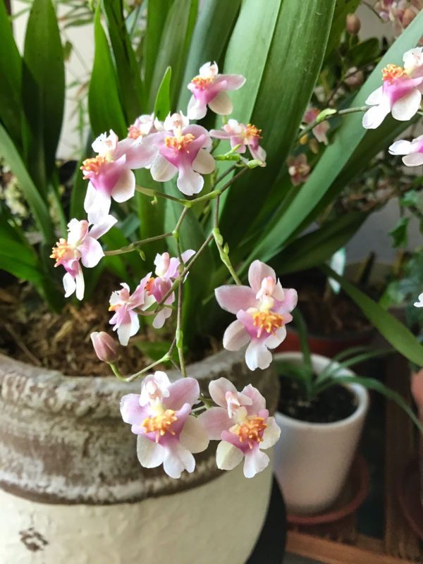 6種花不能使勁曬，很容易曬死，陰涼地反而長得旺