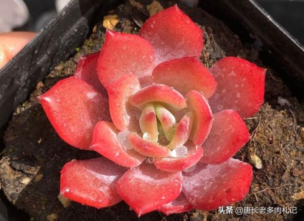 多肉新品之勞雪,養好之後既清且豔,另外還有3個優點值得你養它 多肉新品之勞雪,養好之後既清且豔,另外還有3個優點值得你養它