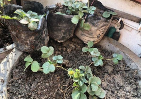 陽臺上種草莓,買點苗就能不斷繁殖,注意這點就能防止果實腐爛 陽臺上種草莓,買點苗就能不斷繁殖,注意這點就能防止果實腐爛