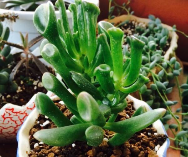 “吸財”多肉筒葉花月,該如何養好?牢記4點,輕鬆上色出狀態 “吸財”多肉筒葉花月,該如何養好?牢記4點,輕鬆上色出狀態