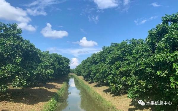 泰國超好吃的紅寶石柚子，為什麼被稱為“極品”？