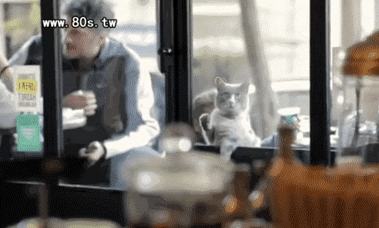 偶遇路中央喝水的流浪貓，大叔停車等候，畫面過暖