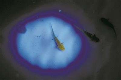 浙江新“國寶”媲美大熊貓