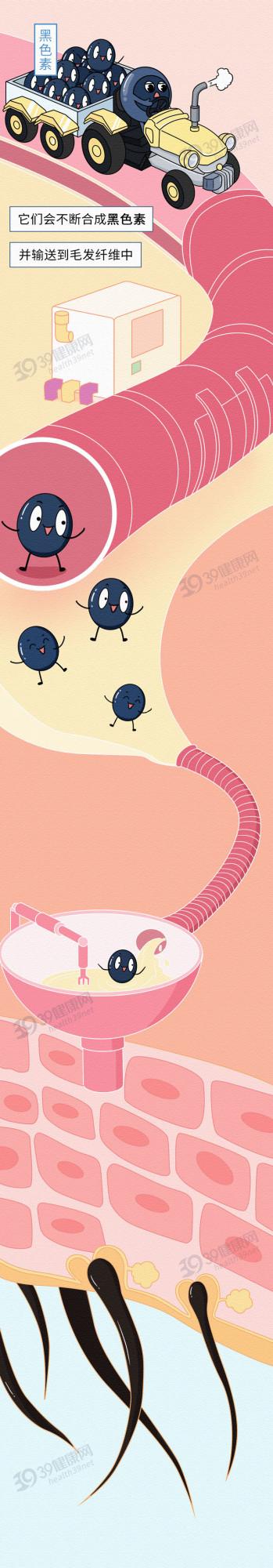 長出來的白髮，還能變黑嗎？中醫、西醫2種方法，“養”出烏髮