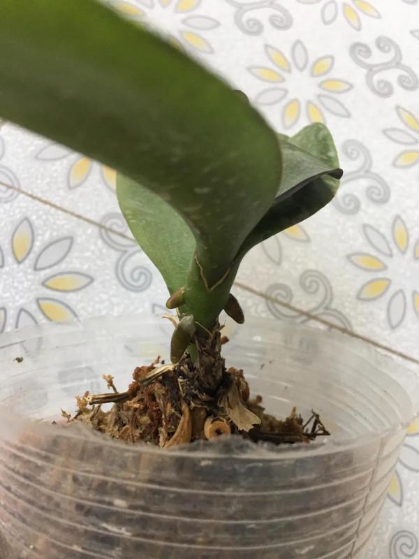 蝴蝶蘭中的花堅強 蝴蝶蘭中的花堅強