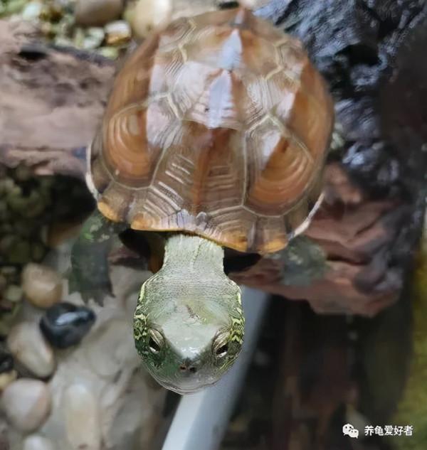 食物結構不同，餵食頻率不同，養出的龜竟有如此差距？