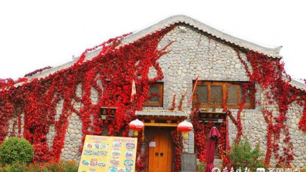 甘肅這處“紅色瀑布”美爆了!這樣的爬山虎你愛了嗎? 甘肅這處“紅色瀑布”美爆了!這樣的爬山虎你愛了嗎?