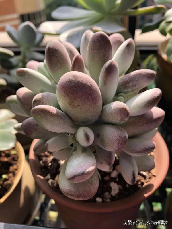 這些年魂斷我手的多肉們