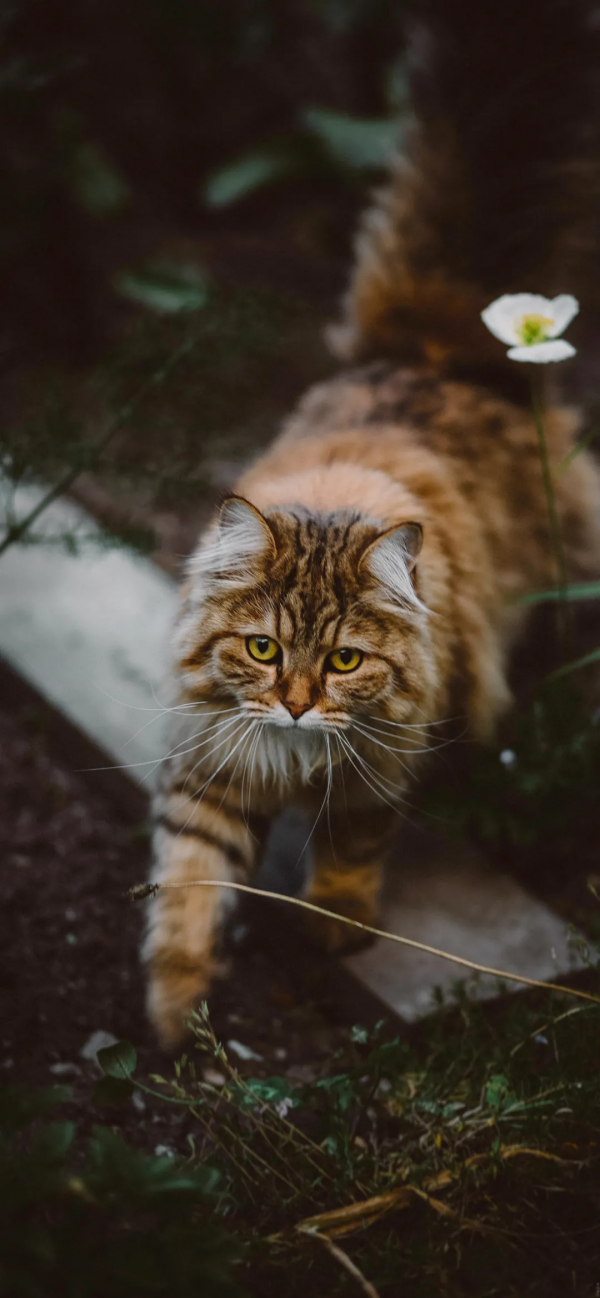 桌布：今天的桌布很好看