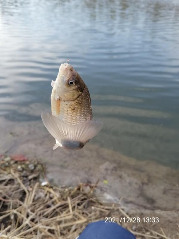 不斷改變作釣思路，寒冷冬季也能釣大板鯽