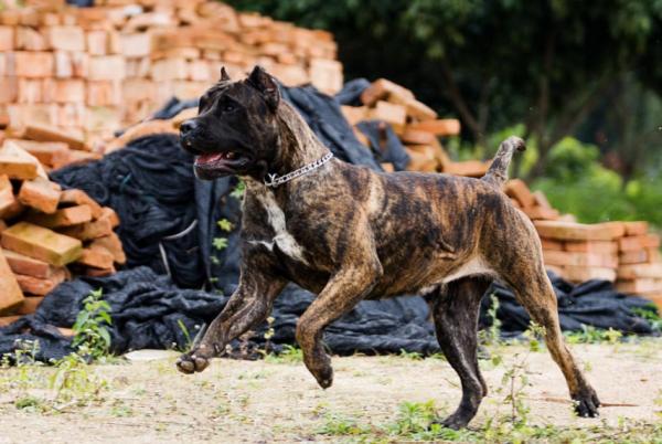 這些狗可不簡單,有一個霸氣的名字,江湖人稱“犬中四霸” 這些狗可不簡單,有一個霸氣的名字,江湖人稱“犬中四霸”