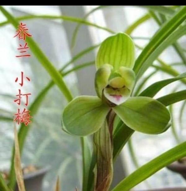 為什麼很多人養花養不活