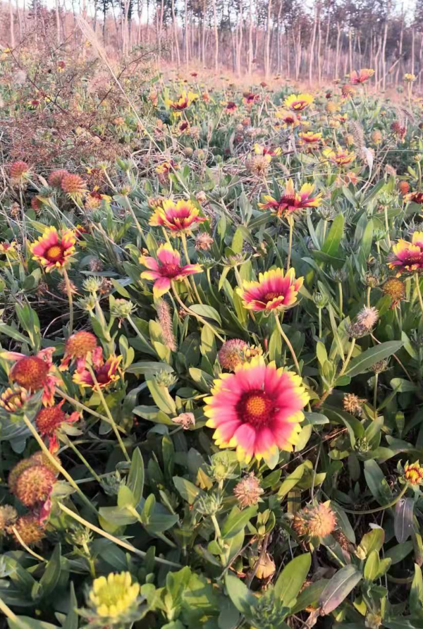 鄉村振興 ▏從“地下開挖”到“地上開花”“煤村”變“美村”！