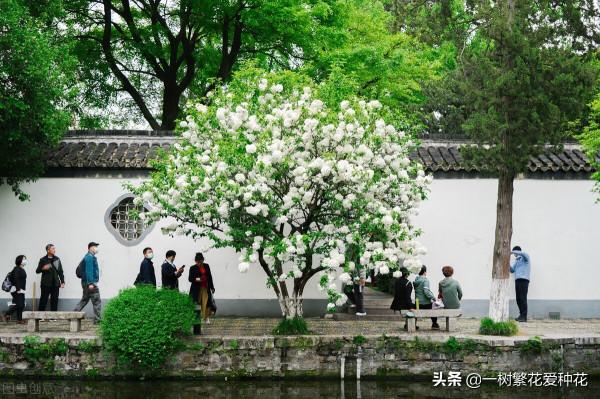 花比足球大的繡球，鬥球、麻球、歐繡球區別是什麼，選合適自家的