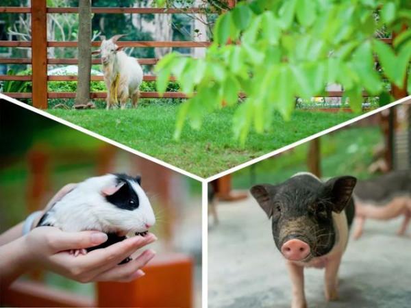 8畝地建小動物農場僅憑2招變網紅打卡地，門票20餵動物10元，啥樣
