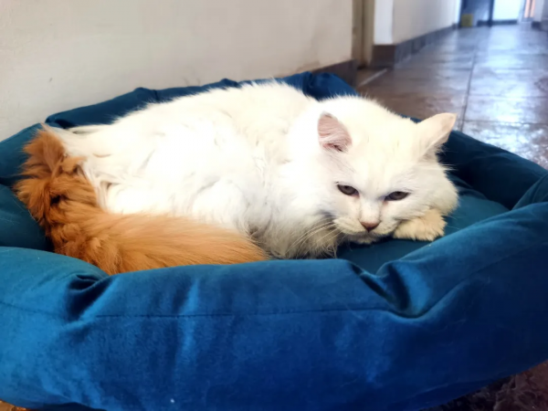 黑夜漸短，還剩多少時間能蹦迪？