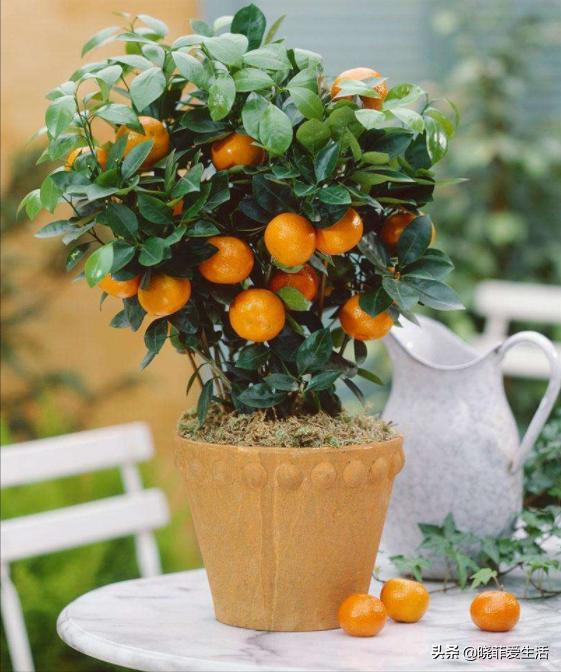 8種漂亮花，可以養一盆，寓意吉祥，旺財又旺家