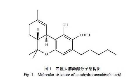 “社交毒品”——大麻的前世今生