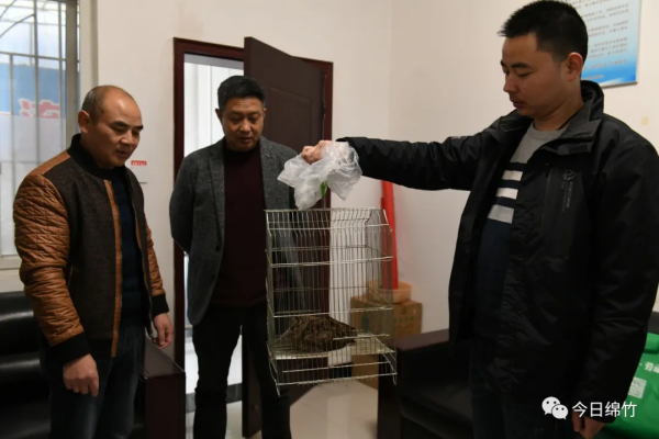 你知道“鷸蚌相爭”的“鷸”長啥樣嗎？綿竹發現了它