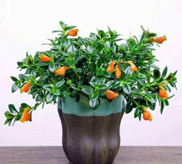 6種“年宵花”，漂亮又吉利，趁著秋天買，連著開花200天