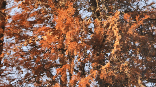 冬日紅杉！望城這條路自帶電影氛圍感→