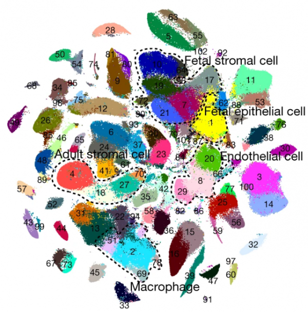 生殖幹細胞的&OpenCurlyDoubleQuote;移花接木&rdquo;丨水經新注